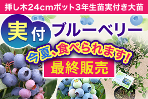 ブルーベリー